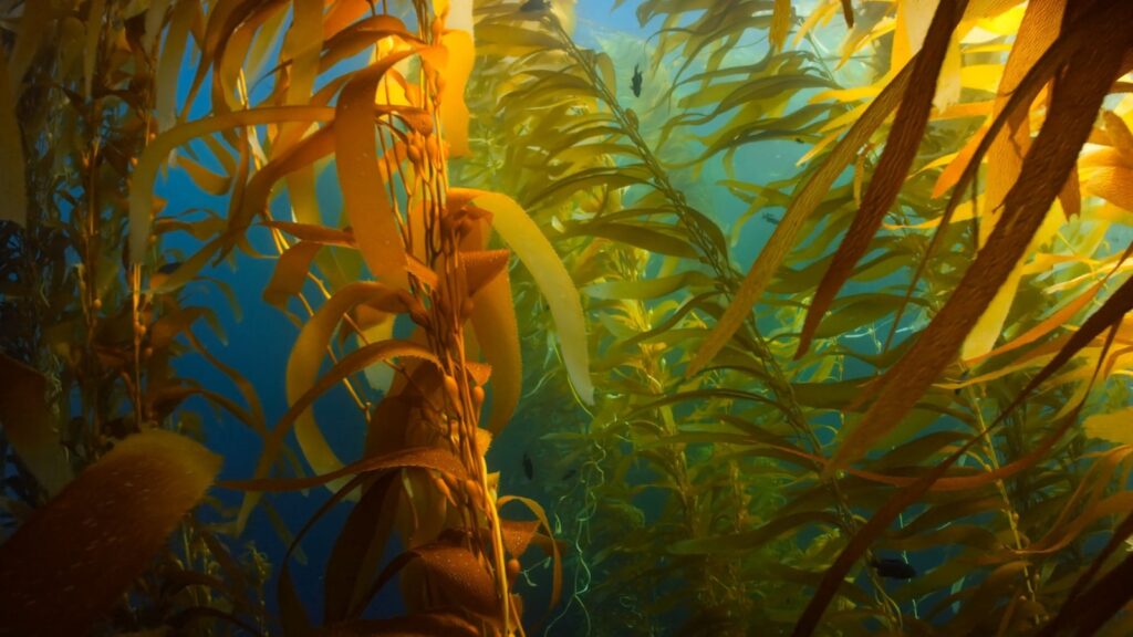 seaweed