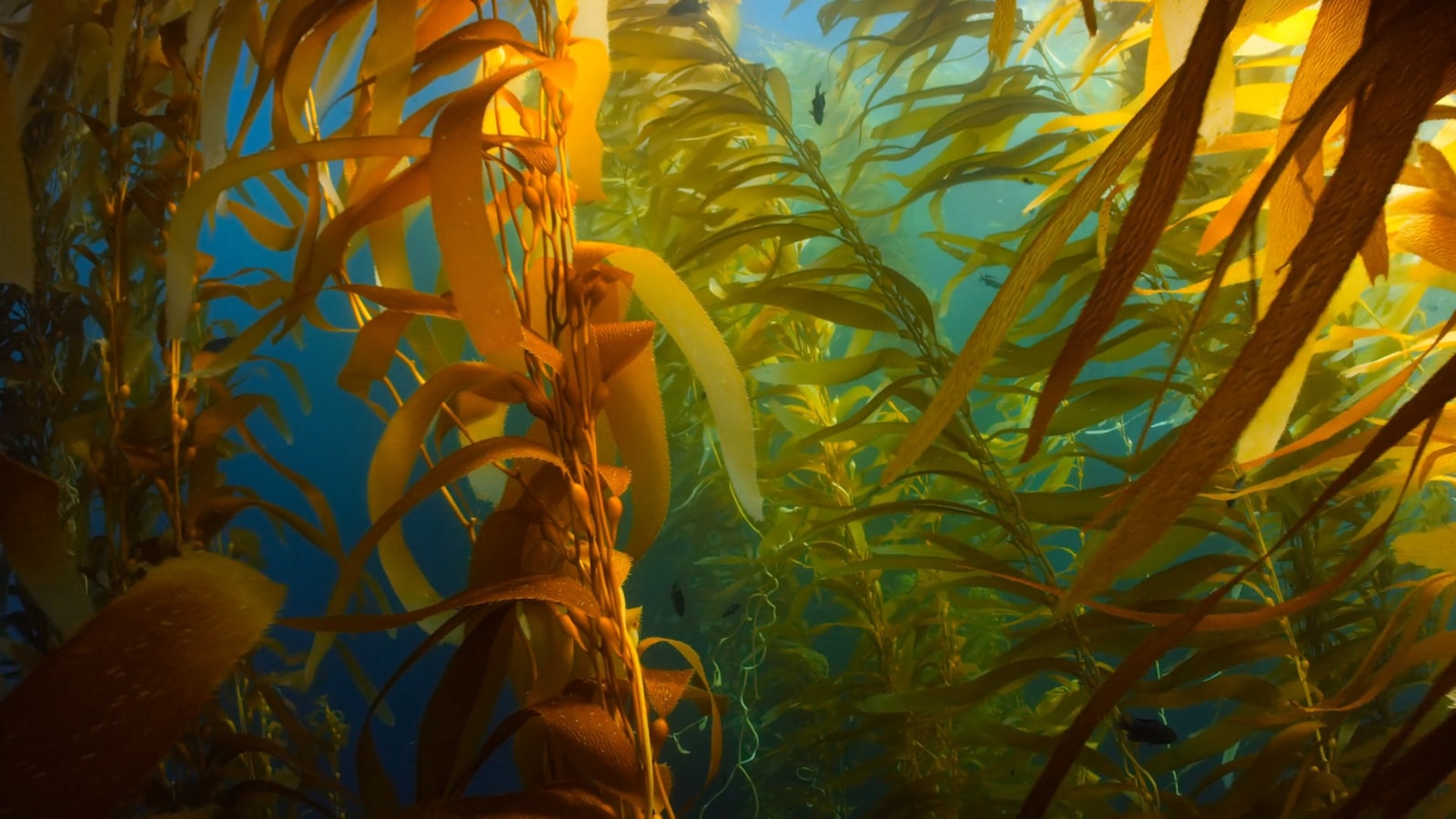 seaweed