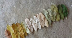 老化のイメージ。緑から枯れ色へ段階的に変化する葉が一列に並んでいる